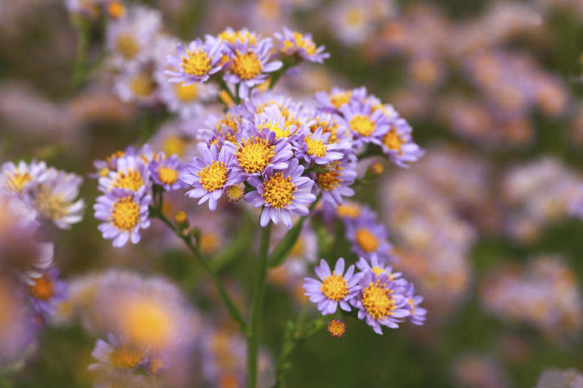 无人,横图,俯视,室外,白天,旅游,度假,花海,花圃,美景,植物,叶子,东京,日本,亚洲,许多,阴影,朦胧,模糊,盛开,光线,影子,景观,绿叶,草药,药草,花蕾,娱乐,中药,花,花瓣,花朵,花卉,鲜花,黄色,绿色,阳光,自然,花丛,花束,花田,花苞,花蕊,享受,休闲,嫩叶,景色,放松,机智,自然风光,止咳,药材,中草药,东亚,中药材,本草,本州,说谎,关东地方,本州岛,日本国,东京都,化痰,紫苑,紫苑花,叶,叶片,彩图,高角度拍摄,润肺