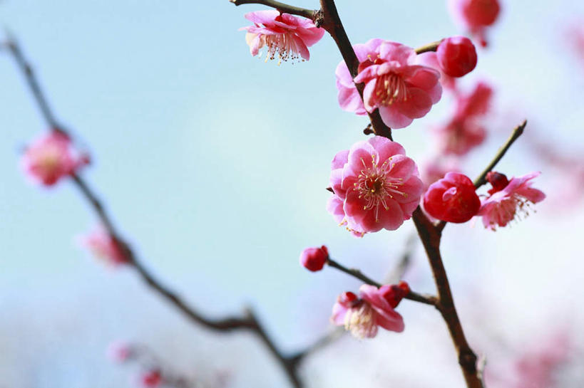 无人,横图,室外,特写,白天,仰视,旅游,度假,美景,东京,日本,亚洲,许多,阴影,朦胧,模糊,盛开,光线,影子,景观,梅花,花蕾,娱乐,花,花瓣,花朵,鲜花,粉色,蓝色,蓝天,天空,阳光,自然,天,花苞,花蕊,享受,休闲,景色,放松,高雅,坚强,自然风光,东亚,本州,关东地方,本州岛,日本国,东京都,梅,彩图,低角度拍摄