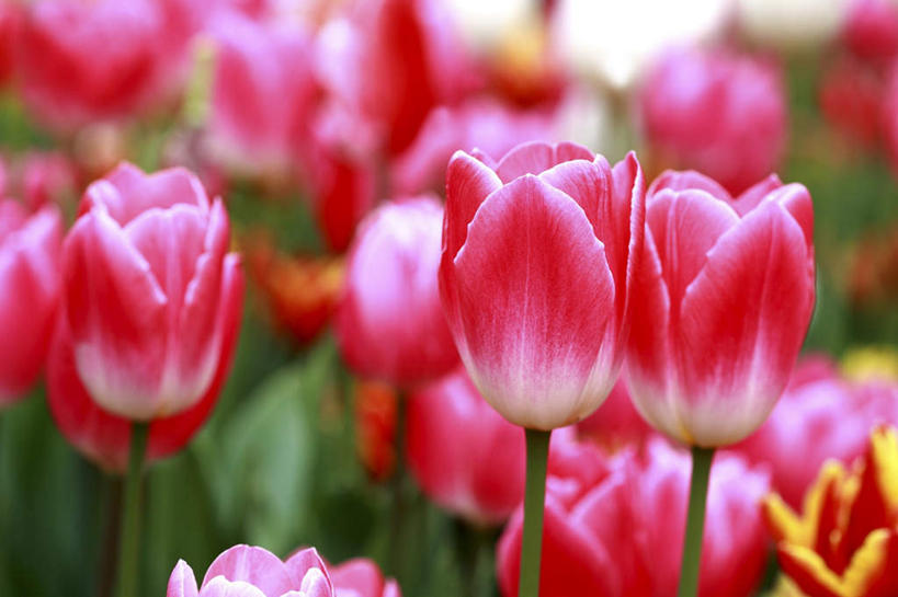 无人,横图,俯视,室外,特写,白天,爱情,旅游,度假,草地,草坪,美景,植物,郁金香,叶子,东京,日本,亚洲,阴影,朦胧,模糊,盛开,光线,影子,景观,绿叶,祝福,花蕾,娱乐,草,花,花瓣,花朵,鲜花,红色,绿色,阳光,自然,花苞,花蕊,享受,休闲,嫩叶,景色,放松,表白,自然风光,荣誉,东亚,本州,关东地方,本州岛,日本国,东京都,永恒,叶,叶片,郁香,洋荷花,草麝香,彩图,高角度拍摄