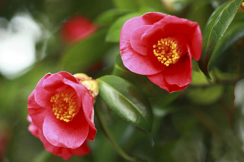 无人,横图,俯视,室外,特写,白天,爱情,旅游,度假,草地,草坪,美景,植物,郁金香,叶子,东京,日本,亚洲,阴影,朦胧,模糊,盛开,光线,影子,景观,绿叶,祝福,花蕾,娱乐,草,花,花瓣,花朵,鲜花,红色,绿色,阳光,自然,花苞,花蕊,享受,休闲,嫩叶,景色,放松,表白,自然风光,荣誉,东亚,本州,关东地方,本州岛,日本国,东京都,永恒,叶,叶片,郁香,洋荷花,草麝香,彩图,高角度拍摄