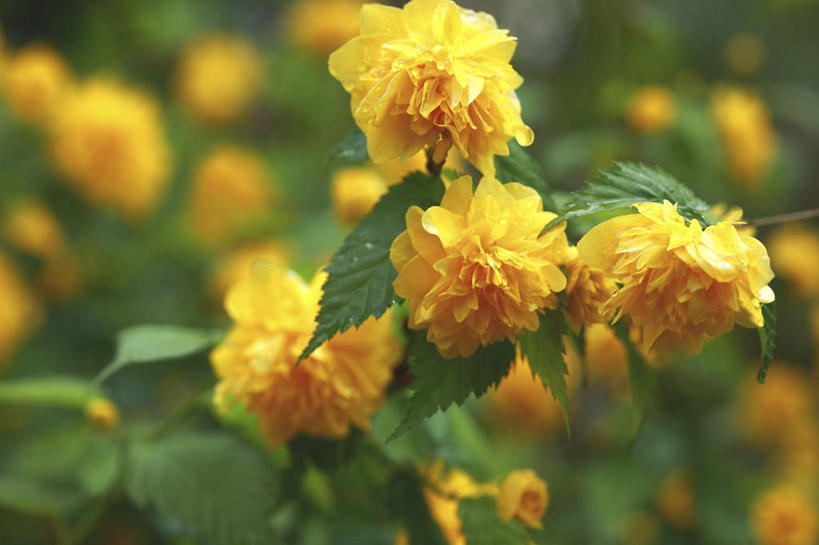 无人,横图,俯视,室外,特写,白天,爱情,旅游,度假,幸福,纯洁,热情,草地,草坪,美景,植物,玫瑰,叶子,东京,日本,亚洲,许多,阴影,朦胧,模糊,光线,影子,景观,绿叶,玫瑰花,浪漫,娱乐,草,黄色,绿色,阳光,自然,享受,休闲,温暖,温馨,嫩叶,景色,恩爱,放松,和睦,自然风光,感动,东亚,本州,关东地方,本州岛,日本国,东京都,尊敬,天真,刺玫花,徘徊花,叶,叶片,彩图,高角度拍摄,融洽