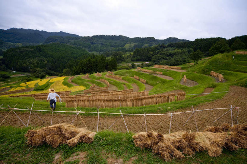 一个人,农民,农田,站,横图,室外,白天,正面,旅游,度假,农业,庄稼,农作物,草地,草坪,美景,森林,山,山脉,树林,植物,日本,亚洲,仅一个男性,仅一个人,弯腰,阴影,光线,影子,稻田,景观,山峰,云,云朵,山峦,千叶县,云彩,娱乐,草,树,树木,仅一个年轻男性,蓝色,绿色,白云,蓝天,天空,阳光,自然,群山,天,站着,享受,休闲,景色,放松,生长,成长,自然风光,东亚,本州,关东地方,本州岛,日本国,弯身,千叶,男人,男性,年轻男性,佃农,农场主,农夫,农工,乡下人,小农,庄稼人,站立,彩图,全身,耕地,庄稼田