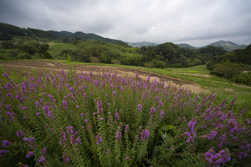 无人,农田,横图,室外,白天,正面,爱情,旅游,度假,农业,庄稼,梯田,农作物,草地,草坪,美景,森林,山,山脉,树林,植物,日本,亚洲,阴影,盛开,光线,影子,稻田,景观,山峰,云,云朵,山峦,千叶县,浪漫,花蕾,云彩,娱乐,草,花,花瓣,花朵,鲜花,树,树木,黄色,蓝色,绿色,紫色,白云,蓝天,天空,阳光,自然,香草,群山,天,花苞,花蕊,薰衣草,享受,休闲,景色,放松,生长,成长,自然风光,呼吸,东亚,本州,关东地方,本州岛,日本国,灵香草,黄香草,千叶,奇迹,彩图,耕地,庄稼田