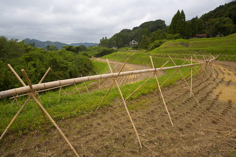无人,农田,横图,室外,白天,正面,旅游,度假,农业,庄稼,梯田,农作物,草地,草坪,美景,森林,山,山脉,树林,植物,雾,竹子,日本,亚洲,一排,许多,阴影,朦胧,模糊,整齐,光线,影子,稻田,景观,山峰,云,云朵,山峦,千叶县,云彩,娱乐,草,树,树木,排列,蓝色,绿色,白云,蓝天,天空,阳光,自然,群山,天,享受,休闲,景色,放松,生长,成长,迷雾,队列,自然风光,东亚,本州,关东地方,本州岛,日本国,千叶,大雾,彩图,耕地,庄稼田