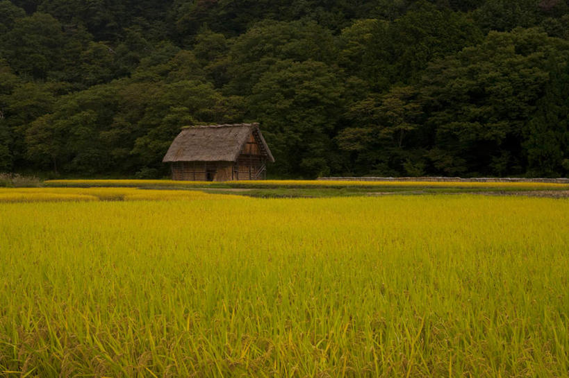 无人,家,农田,横图,室外,白天,正面,旅游,度假,农业,庄稼,农作物,草地,草坪,美景,森林,山,山脉,树林,植物,日本,亚洲,房屋,屋子,草屋,稻田,景观,山峰,山峦,娱乐,住宅,草,树,树木,绿色,自然,茅草屋,群山,享受,休闲,景色,放松,生长,成长,自然风光,东亚,本州,本州岛,日本国,中部地方,岐阜,岐阜县,彩图,耕地,庄稼田,房子,茅舍,茅屋,小屋