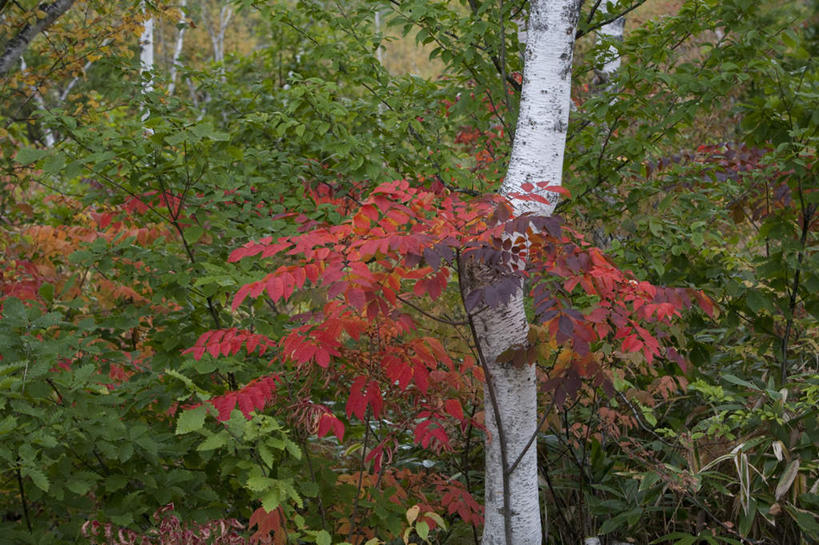 无人,横图,室外,白天,正面,旅游,度假,草地,草坪,美景,森林,山,山脉,树林,植物,长野县,日本,亚洲,阴影,光线,影子,景观,山峰,山峦,娱乐,草,树,树木,绿色,阳光,自然,群山,享受,休闲,景色,放松,生长,成长,自然风光,东亚,本州,本州岛,日本国,中部地方,长野,彩图
