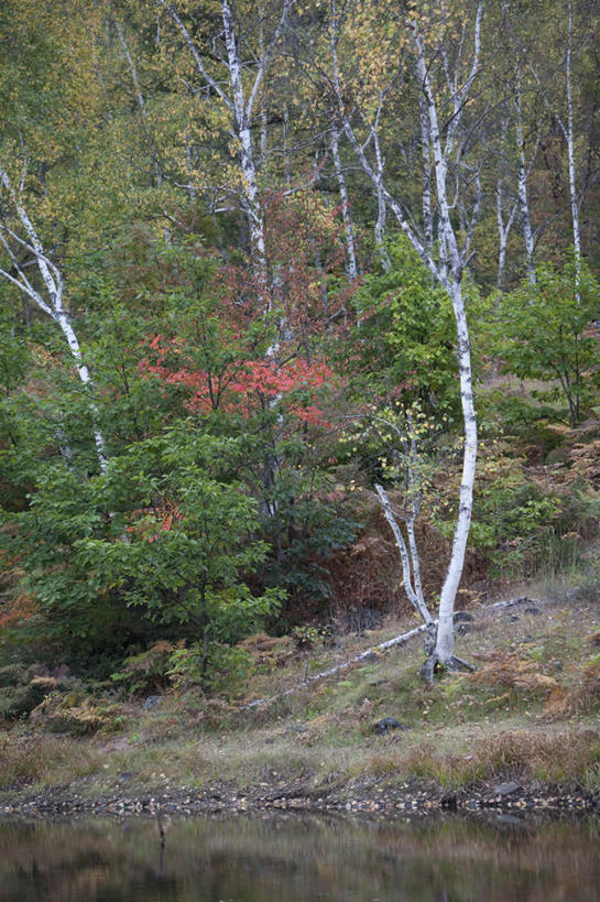 无人,竖图,室外,白天,正面,旅游,度假,草地,草坪,河流,美景,森林,山,山脉,树林,水,植物,长野县,日本,亚洲,阴影,波纹,光线,影子,河水,景观,山峰,水流,山峦,娱乐,草,树,树木,绿色,水纹,阳光,自然,波浪,群山,享受,休闲,景色,放松,生长,成长,自然风光,东亚,本州,本州岛,日本国,中部地方,长野,彩图