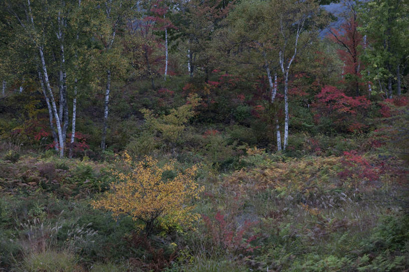 无人,横图,室外,白天,正面,旅游,度假,草地,草坪,河流,美景,森林,山,山脉,树林,水,植物,长野县,日本,亚洲,阴影,波纹,光线,影子,河水,景观,山峰,水流,山峦,娱乐,草,树,树木,绿色,水纹,阳光,自然,波浪,群山,享受,休闲,景色,放松,生长,成长,自然风光,东亚,本州,本州岛,日本国,中部地方,长野,彩图