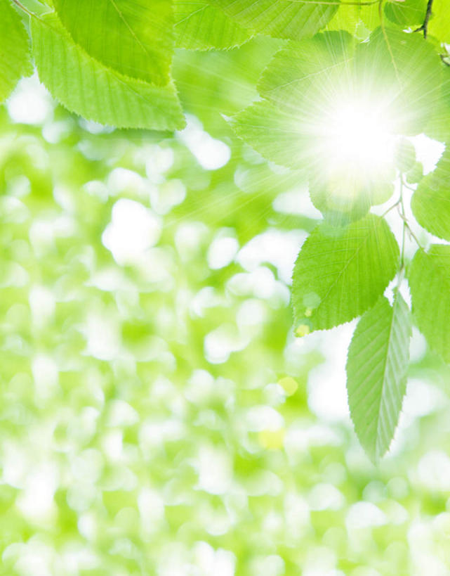 无人,竖图,室外,特写,白天,仰视,旅游,度假,美景,植物,叶子,日本,亚洲,阴影,光线,纹理,影子,景观,绿叶,千叶县,娱乐,蓝色,绿色,蓝天,天空,阳光,自然,天,享受,休闲,嫩叶,景色,放松,晴朗,自然风光,东亚,本州,万里无云,肌理,关东地方,本州岛,日本国,千叶,叶,叶片,叶脉,晴空,晴空万里,彩图,低角度拍摄