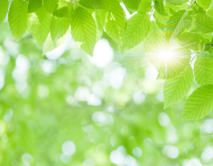 无人,横图,室外,特写,白天,仰视,旅游,度假,美景,植物,叶子,日本,亚洲,阴影,光线,纹理,影子,景观,绿叶,千叶县,娱乐,蓝色,绿色,蓝天,天空,阳光,自然,天,享受,休闲,嫩叶,景色,放松,晴朗,自然风光,东亚,本州,万里无云,肌理,关东地方,本州岛,日本国,千叶,叶,叶片,叶脉,晴空,晴空万里,彩图,低角度拍摄