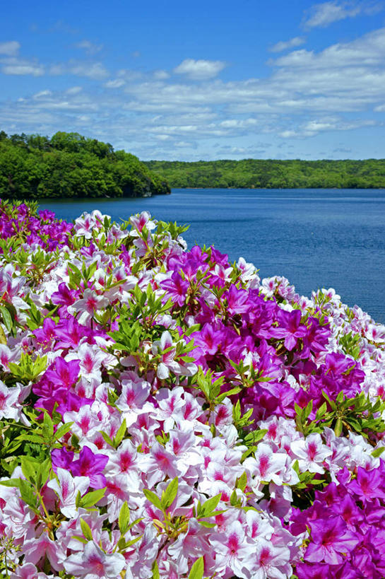 无人,竖图,俯视,室外,白天,旅游,度假,河流,美景,山,山脉,水,植物,杜鹃花,爱知县,日本,亚洲,河水,景观,山峰,水流,云,云朵,杜鹃,山峦,云彩,娱乐,树,树木,蓝色,绿色,白云,蓝天,天空,自然,群山,天,享受,休闲,景色,放松,生长,晴朗,成长,喜悦,克制,自然风光,东亚,本州,本州岛,日本国,中部地方,红杜鹃,满山红,清明花,清时,山踯躅,红踯躅,爱知,节制,欣喜,山石榴,映山红,晴空,彩图,高角度拍摄