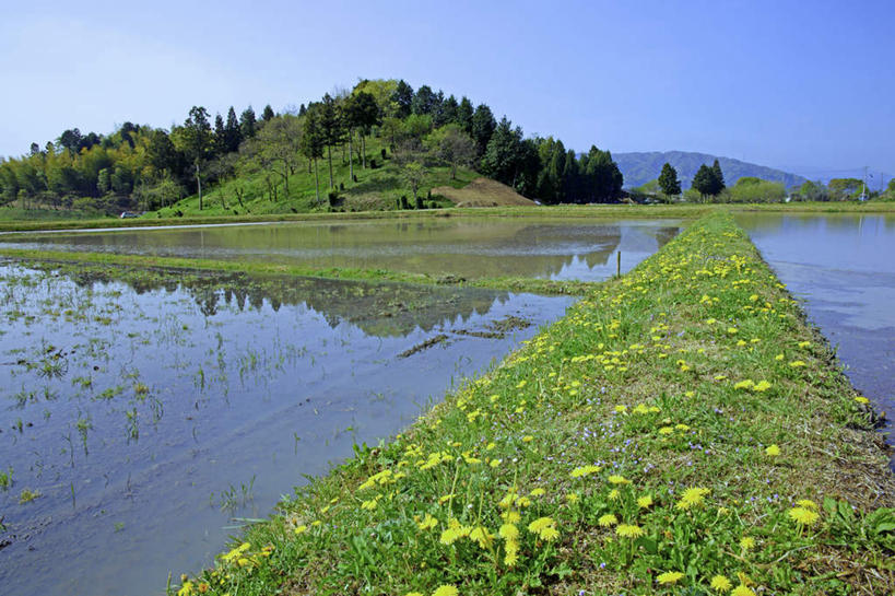 无人,农田,横图,室外,白天,正面,爱情,旅游,度假,农业,庄稼,农作物,花海,花圃,美景,山,山脉,植物,蒲公英,叶子,日本,亚洲,许多,盛开,稻田,景观,山峰,绿叶,山峦,花蕾,娱乐,花,花瓣,花朵,花卉,鲜花,树,树木,蓝色,绿色,蓝天,天空,自然,花丛,花田,群山,天,花苞,花蕊,享受,休闲,嫩叶,景色,放松,生长,晴朗,成长,自然风光,东亚,本州,万里无云,本州岛,日本国,中部地方,岐阜,岐阜县,开朗,叶,叶片,晴空,晴空万里,蒲公草,尿床草,彩图,耕地,庄稼田