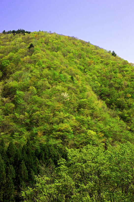 无人,竖图,室外,白天,仰视,旅游,度假,美景,山,山脉,植物,日本,亚洲,景观,山峰,山峦,娱乐,树,树木,蓝色,绿色,蓝天,天空,自然,群山,天,享受,休闲,景色,放松,生长,晴朗,成长,自然风光,东亚,本州,万里无云,本州岛,日本国,中部地方,岐阜,岐阜县,晴空,晴空万里,彩图,低角度拍摄