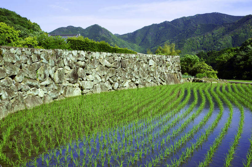 无人,家,农田,横图,室外,白天,正面,旅游,度假,农业,庄稼,农作物,美景,山,山脉,植物,日本,亚洲,房屋,屋子,稻田,景观,山峰,山峦,娱乐,楼房,住宅,树,树木,蓝色,绿色,蓝天,天空,自然,群山,天,享受,休闲,景色,放松,生长,晴朗,成长,自然风光,东亚,本州,万里无云,本州岛,日本国,中部地方,岐阜,岐阜县,晴空,晴空万里,彩图,耕地,庄稼田,房子