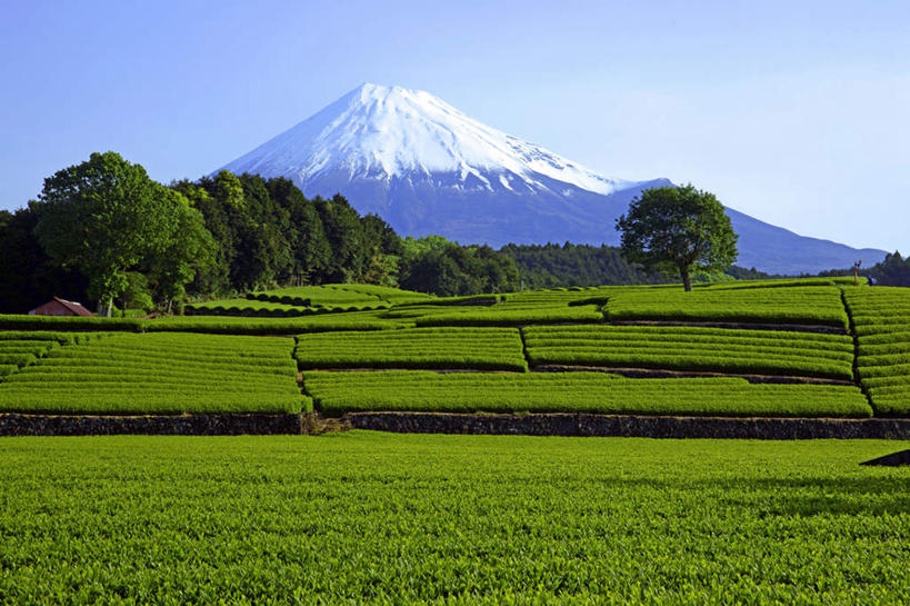 无人,家,农田,横图,室外,白天,仰视,旅游,度假,庄稼,农作物,美景,山,山脉,雪,植物,大雪,日本,亚洲,阴影,光线,影子,房屋,屋子,积雪,景观,山峰,雪景,冬季,冬天,山峦,娱乐,楼房,住宅,树,树木,蓝色,绿色,蓝天,天空,阳光,自然,群山,天,享受,休闲,景色,放松,寒冷,生长,晴朗,成长,自然风光,东亚,本州,万里无云,本州岛,日本国,中部地方,岐阜,岐阜县,严寒,晴空,晴空万里,彩图,低角度拍摄,耕地,庄稼田,房子