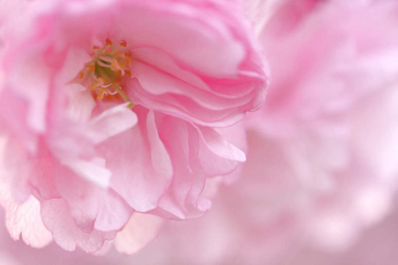 无人,横图,室内,特写,白天,白色背景,正面,植物,樱花,静物,许多,阴影,光线,影子,粉红,花蕾,花瓣,花朵,花卉,鲜花,粉色,阳光,花苞,摄影,影棚,仙樱花,福岛樱,青肤樱,荆桃,彩图,影棚拍摄,拍摄