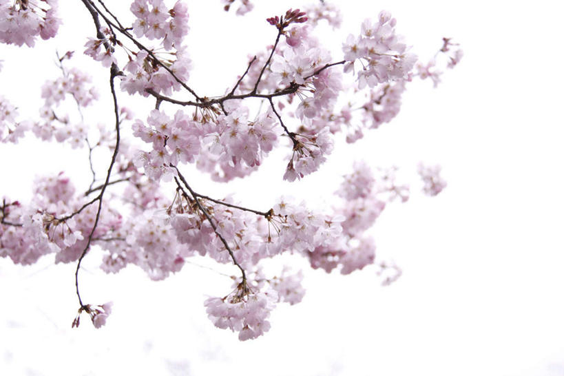 无人,横图,室内,白天,白色背景,正面,植物,樱花,静物,许多,阴影,盛开,光线,影子,粉红,花,花瓣,花朵,花卉,鲜花,粉色,阳光,花蕊,摄影,影棚,仙樱花,福岛樱,青肤樱,荆桃,彩图,影棚拍摄,拍摄