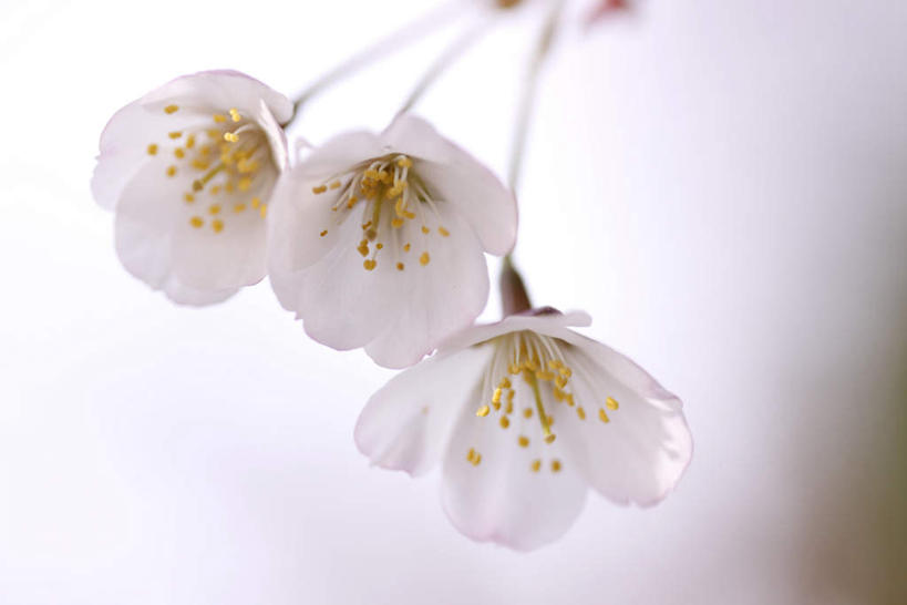 无人,横图,室外,特写,白天,仰视,美景,植物,樱花,静物,三朵,阴影,盛开,光线,影子,景观,花,花瓣,花朵,花卉,鲜花,蓝色,白色,蓝天,天空,阳光,自然,天,花蕊,景色,晴朗,自然风光,万里无云,仙樱花,福岛樱,青肤樱,晴空,晴空万里,荆桃,彩图,低角度拍摄