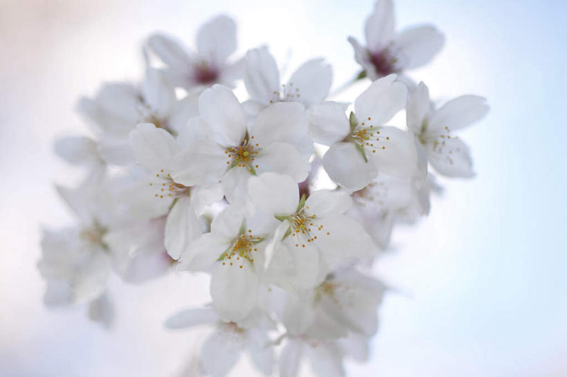 无人,横图,室外,特写,白天,仰视,美景,植物,樱花,静物,三朵,阴影,盛开,光线,影子,景观,花,花瓣,花朵,花卉,鲜花,蓝色,白色,蓝天,天空,阳光,自然,天,花蕊,景色,晴朗,自然风光,万里无云,仙樱花,福岛樱,青肤樱,晴空,晴空万里,荆桃,彩图,低角度拍摄