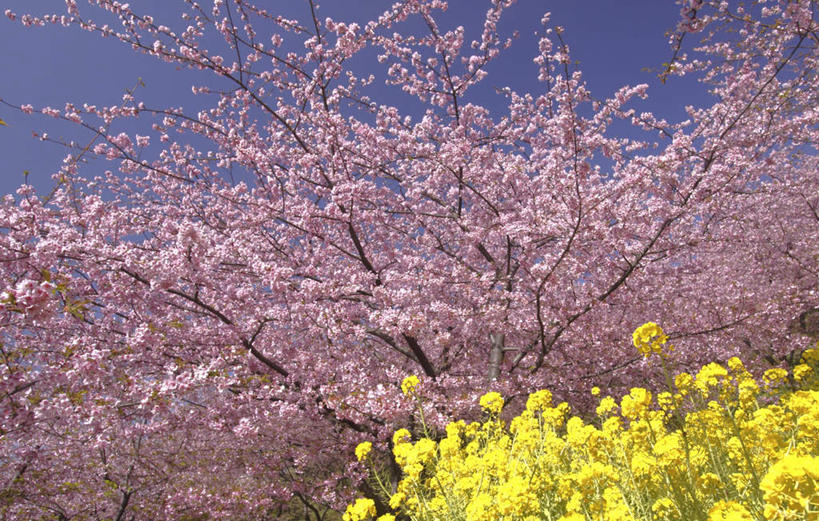 无人,横图,室外,白天,仰视,旅游,度假,花海,花圃,美景,植物,樱花,叶子,神奈川,日本,亚洲,一棵,许多,盛开,景观,绿叶,枝条,神奈川县,花蕾,娱乐,花,花瓣,花朵,花卉,鲜花,树,树干,树木,树枝,蓝色,绿色,蓝天,天空,自然,花丛,花田,天,花苞,花蕊,油菜花,享受,休闲,嫩叶,景色,放松,生长,晴朗,成长,自然风光,东亚,本州,万里无云,关东地方,本州岛,日本国,仙樱花,福岛樱,青肤樱,叶,叶片,晴空,晴空万里,荆桃,彩图,低角度拍摄,芸苔,芸薹