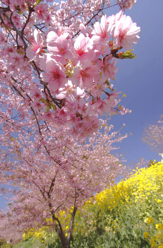 无人,竖图,室外,白天,仰视,旅游,度假,花海,花圃,美景,植物,樱花,叶子,神奈川,日本,亚洲,一棵,许多,盛开,景观,绿叶,枝条,神奈川县,花蕾,娱乐,花,花瓣,花朵,花卉,鲜花,树,树干,树木,树枝,蓝色,绿色,蓝天,天空,自然,花丛,花田,天,花苞,花蕊,油菜花,享受,休闲,嫩叶,景色,放松,生长,晴朗,成长,自然风光,东亚,本州,万里无云,关东地方,本州岛,日本国,仙樱花,福岛樱,青肤樱,叶,叶片,晴空,晴空万里,荆桃,彩图,低角度拍摄,芸苔,芸薹