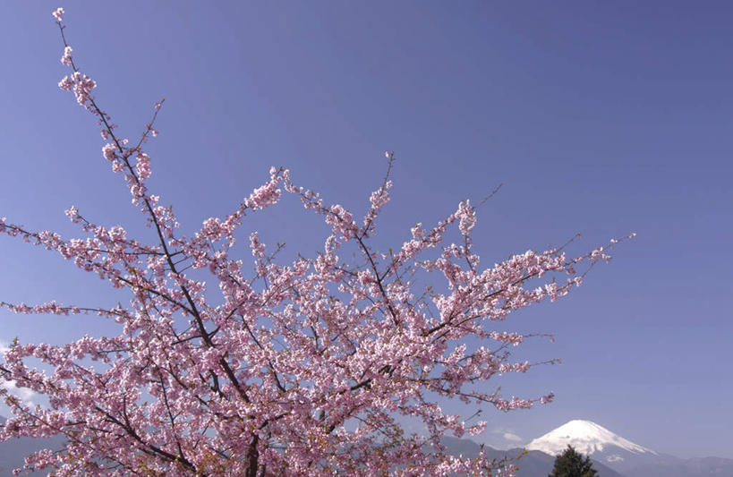 无人,横图,室外,白天,仰视,旅游,度假,花海,花圃,美景,山,山脉,雪,植物,大雪,樱花,叶子,神奈川,日本,亚洲,一棵,许多,盛开,积雪,景观,山峰,雪景,冬季,冬天,绿叶,枝条,山峦,神奈川县,花蕾,娱乐,花,花瓣,花朵,花卉,鲜花,树,树干,树木,树枝,蓝色,绿色,蓝天,天空,自然,花丛,花田,群山,天,花苞,花蕊,享受,休闲,嫩叶,景色,放松,寒冷,生长,晴朗,成长,自然风光,东亚,本州,万里无云,关东地方,本州岛,日本国,仙樱花,福岛樱,青肤樱,严寒,叶,叶片,晴空,晴空万里,荆桃,彩图,低角度拍摄