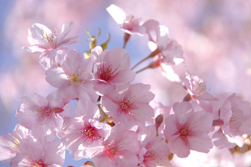 无人,横图,室外,白天,仰视,旅游,度假,美景,植物,樱花,许多,朦胧,模糊,景观,花蕾,娱乐,花瓣,花朵,花卉,鲜花,蓝色,蓝天,天空,自然,天,花苞,享受,休闲,景色,放松,晴朗,自然风光,万里无云,仙樱花,福岛樱,青肤樱,晴空,晴空万里,荆桃,彩图,低角度拍摄