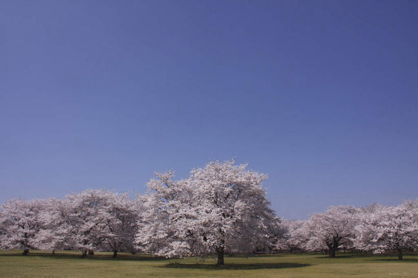 无人,横图,室外,白天,仰视,旅游,度假,美景,树林,植物,樱花,东京,日本,亚洲,许多,阴影,光线,影子,景观,娱乐,树,树木,蓝色,绿色,蓝天,天空,阳光,自然,天,享受,休闲,景色,放松,生长,晴朗,成长,自然风光,东亚,本州,万里无云,关东地方,本州岛,日本国,东京都,仙樱花,福岛樱,青肤樱,晴空,晴空万里,荆桃,彩图,低角度拍摄
