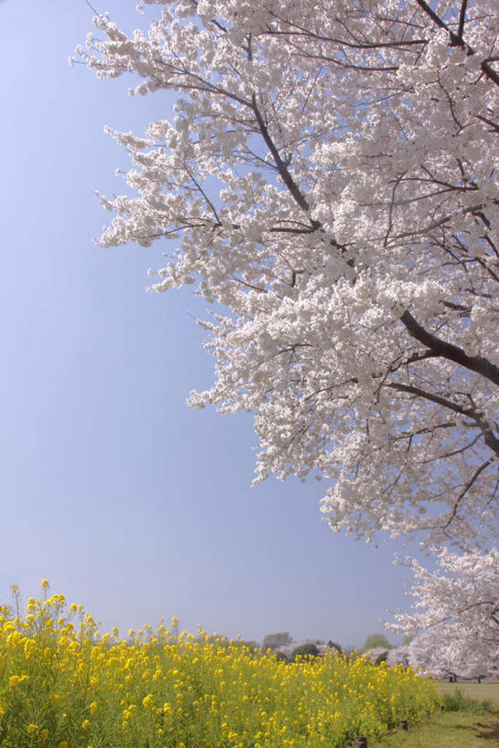 无人,竖图,室外,白天,仰视,旅游,度假,美景,树林,植物,樱花,东京,日本,亚洲,许多,阴影,光线,影子,景观,娱乐,树,树木,蓝色,绿色,蓝天,天空,阳光,自然,天,油菜花,享受,休闲,景色,放松,生长,晴朗,成长,自然风光,东亚,本州,万里无云,关东地方,本州岛,日本国,东京都,仙樱花,福岛樱,青肤樱,晴空,晴空万里,荆桃,彩图,低角度拍摄,芸苔,芸薹