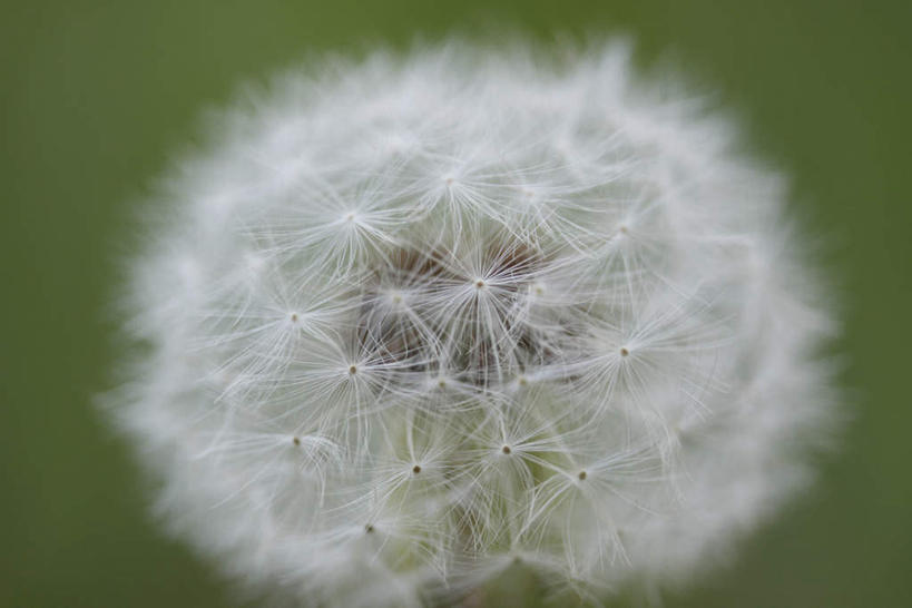 无人,横图,室外,特写,白天,正面,爱情,草地,草坪,植物,蒲公英,静物,朦胧,模糊,盛开,草,花,花瓣,花朵,花卉,鲜花,一朵,绿色,花蕊,开朗,蒲公草,尿床草,彩图