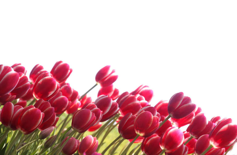 无人,横图,室外,白天,正面,爱情,旅游,度假,花海,花圃,美景,植物,郁金香,叶子,许多,盛开,景观,绿叶,祝福,花蕾,娱乐,花,花瓣,花朵,花卉,鲜花,红色,蓝色,绿色,蓝天,天空,自然,花丛,花田,天,花苞,花蕊,享受,休闲,嫩叶,景色,放松,生长,晴朗,成长,表白,自然风光,荣誉,万里无云,永恒,叶,叶片,晴空,晴空万里,郁香,洋荷花,草麝香,彩图