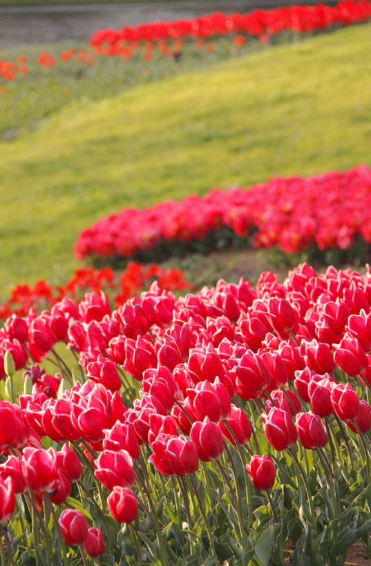 无人,竖图,俯视,室外,白天,爱情,旅游,度假,花海,花圃,美景,植物,郁金香,叶子,许多,盛开,景观,绿叶,祝福,花蕾,娱乐,花,花瓣,花朵,花卉,鲜花,红色,蓝色,绿色,蓝天,天空,自然,花丛,花田,天,花苞,花蕊,享受,休闲,嫩叶,景色,放松,生长,晴朗,成长,表白,自然风光,荣誉,万里无云,永恒,叶,叶片,晴空,晴空万里,郁香,洋荷花,草麝香,彩图,高角度拍摄