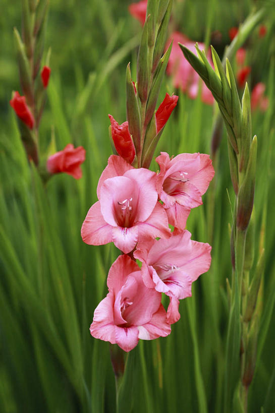 无人,竖图,室外,特写,白天,正面,旅游,度假,花海,花圃,美景,植物,叶子,日本,亚洲,许多,盛开,景观,绿叶,花蕾,娱乐,花,花瓣,花朵,花卉,鲜花,绿色,自然,花丛,花田,花苞,花蕊,享受,休闲,嫩叶,景色,放松,生长,成长,自然风光,东亚,本州,关东地方,本州岛,日本国,崎玉,崎玉县,叶,叶片,彩图