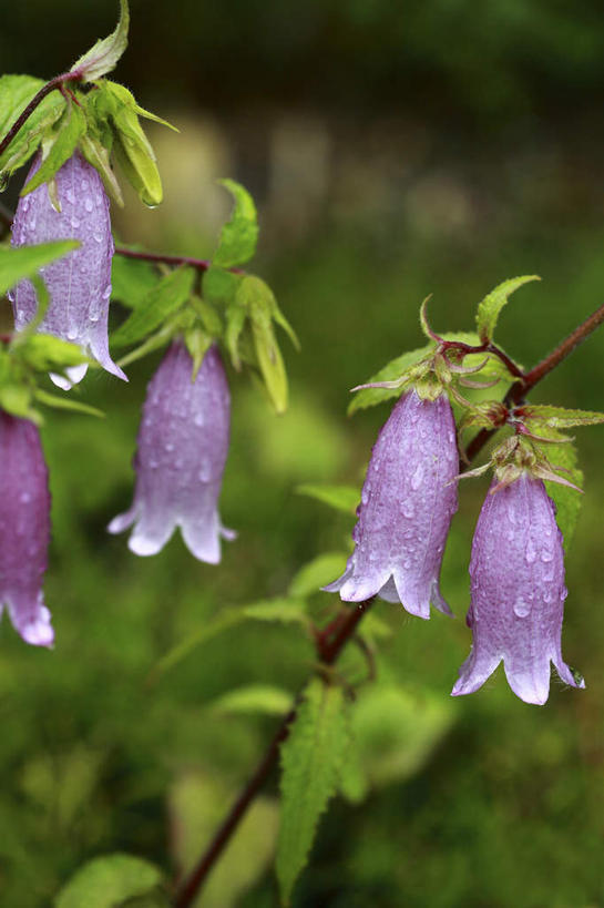 无人,竖图,室外,特写,白天,正面,旅游,度假,花海,花圃,美景,植物,叶子,日本,亚洲,许多,朦胧,模糊,盛开,液体,景观,水滴,风铃草,绿叶,祝福,花蕾,娱乐,水珠,花,花瓣,花朵,花卉,鲜花,蓝色,绿色,自然,花丛,花田,花苞,花蕊,享受,休闲,健康,嫩叶,景色,放松,可爱,生长,成长,钟花,创造,自然风光,感谢,温柔,东亚,本州,关东地方,本州岛,日本国,感恩,崎玉,崎玉县,嫉妒,瓦筒花,叶,叶片,彩图