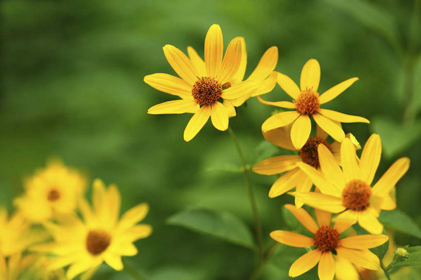 无人,横图,室外,特写,白天,正面,旅游,度假,花海,花圃,美景,植物,叶子,日本,亚洲,许多,朦胧,模糊,盛开,景观,绿叶,花蕾,娱乐,花,花瓣,花朵,花卉,鲜花,黄色,绿色,自然,花丛,花田,花苞,花蕊,享受,休闲,嫩叶,景色,放松,生长,成长,自然风光,东亚,本州,关东地方,本州岛,日本国,崎玉,崎玉县,叶,叶片,彩图