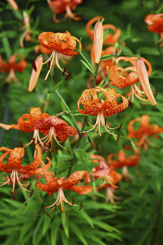 无人,竖图,俯视,室外,特写,白天,旅游,度假,花海,花圃,美景,植物,叶子,日本,亚洲,许多,阴影,盛开,光线,影子,景观,绿叶,彼岸花,曼珠沙华,石蒜,花蕾,娱乐,花,花瓣,花朵,花卉,鲜花,红色,绿色,阳光,自然,花丛,花田,花苞,花蕊,享受,休闲,嫩叶,景色,放松,生长,成长,自然风光,东亚,本州,关东地方,本州岛,日本国,崎玉,崎玉县,无义草,龙爪花,金灯,赤箭,幽灵花,地狱花,舍子花,叶,叶片,彩图,高角度拍摄