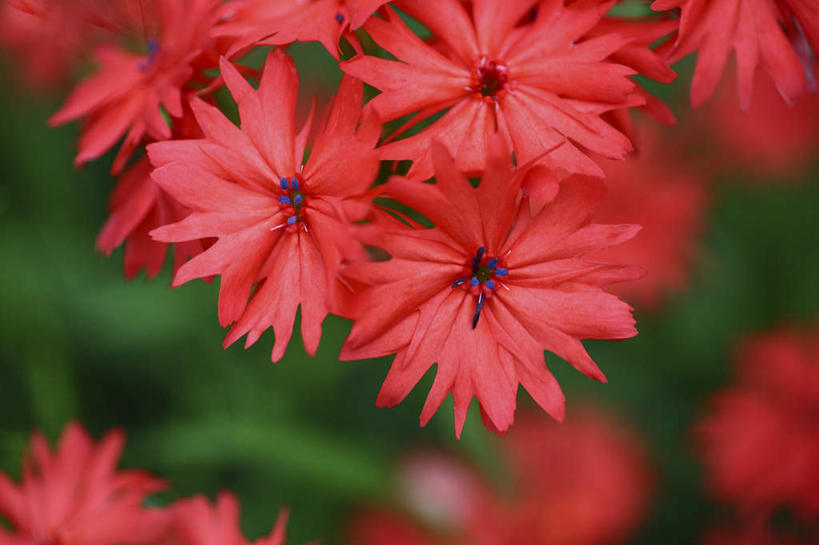 无人,横图,俯视,室外,特写,白天,旅游,度假,美景,植物,日本,亚洲,许多,朦胧,模糊,盛开,景观,娱乐,花,花瓣,花朵,花卉,鲜花,红色,自然,花蕊,享受,休闲,景色,放松,自然风光,东亚,本州,关东地方,本州岛,日本国,崎玉,崎玉县,剪秋萝,彩图,高角度拍摄