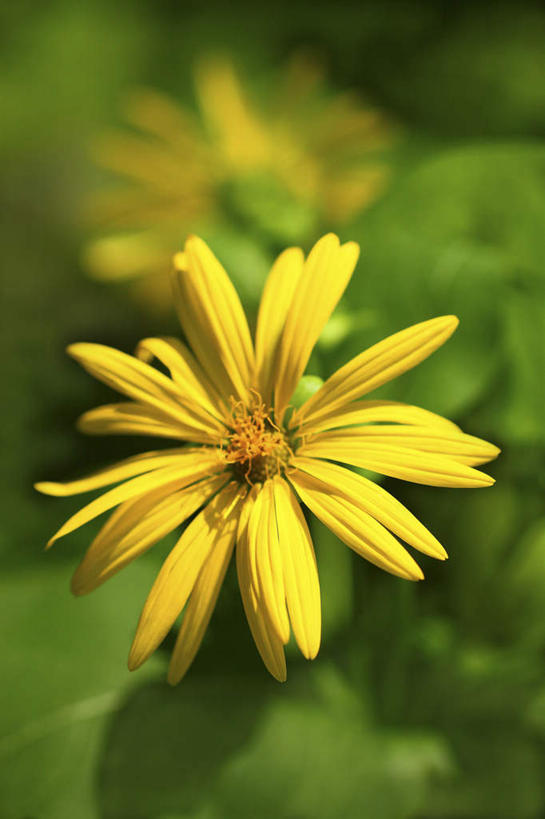 无人,竖图,俯视,室外,特写,白天,旅游,度假,花海,花圃,美景,植物,叶子,日本,亚洲,许多,阴影,朦胧,模糊,盛开,光线,影子,景观,绿叶,花蕾,娱乐,花,花瓣,花朵,花卉,鲜花,黄色,绿色,阳光,自然,花丛,花田,花苞,花蕊,享受,休闲,嫩叶,景色,放松,生长,成长,自然风光,东亚,本州,关东地方,本州岛,日本国,崎玉,崎玉县,串叶松香草,叶,叶片,彩图,高角度拍摄