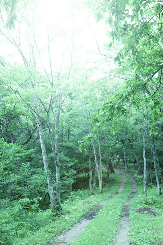 无人,竖图,室外,白天,仰视,旅游,度假,草地,草坪,美景,植物,日本,亚洲,景观,云,云朵,云彩,娱乐,草,树,树木,蓝色,绿色,白云,蓝天,天空,自然,天,享受,休闲,景色,放松,生长,成长,自然风光,东亚,本州,本州岛,日本国,中国地方,鸟取,鸟取县,彩图,低角度拍摄