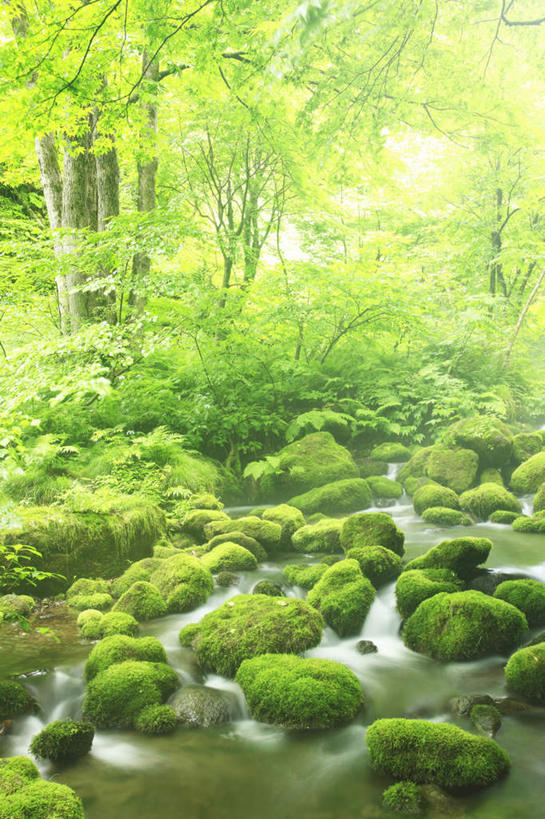 无人,竖图,室外,白天,正面,长时间曝光,旅游,度假,河流,美景,森林,树林,水,植物,日本,亚洲,阴影,朦胧,模糊,光线,影子,河水,景观,水流,娱乐,树,树木,绿色,小溪,阳光,自然,溪水,享受,休闲,景色,放松,生长,成长,自然风光,东亚,本州,本州岛,日本国,中国地方,鸟取,鸟取县,彩图