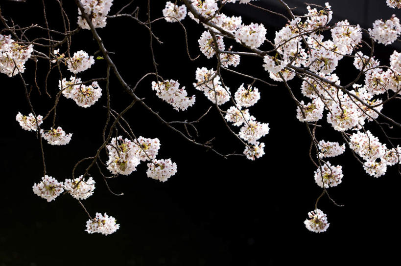 无人,横图,室外,白天,正面,旅游,度假,幸福,纯洁,花海,花圃,美景,植物,樱花,叶子,日本,亚洲,黑色背景,盛开,景观,花蕾,娱乐,花,花瓣,花朵,花卉,鲜花,树,树木,树枝,粉色,绿色,自然,花丛,花束,花田,花苞,花蕊,享受,休闲,景色,放松,生长,成长,等待,生命,自然风光,东亚,日本国,仙樱花,福岛樱,青肤樱,高尚,热烈,荆桃,彩图