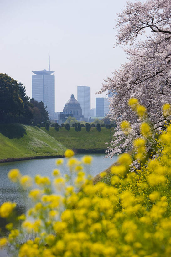 无人,高楼大厦,竖图,室外,白天,正面,旅游,度假,幸福,纯洁,办公楼,花海,花圃,美景,植物,大厦,建筑,摩天大楼,写字楼,樱花,叶子,东京,日本,亚洲,朦胧,模糊,盛开,景观,云,云朵,花蕾,云彩,娱乐,花,花瓣,花朵,花卉,鲜花,粉色,黄色,蓝色,绿色,白云,蓝天,天空,自然,楼宇,花丛,花束,花田,天,花苞,花蕊,油菜花,享受,休闲,商务楼,景色,放松,晴朗,等待,生命,自然风光,东亚,本州,万里无云,关东地方,本州岛,日本国,东京都,仙樱花,福岛樱,青肤樱,高尚,热烈,晴空,晴空万里,荆桃,彩图,大楼,高层建筑,高楼,摩天楼