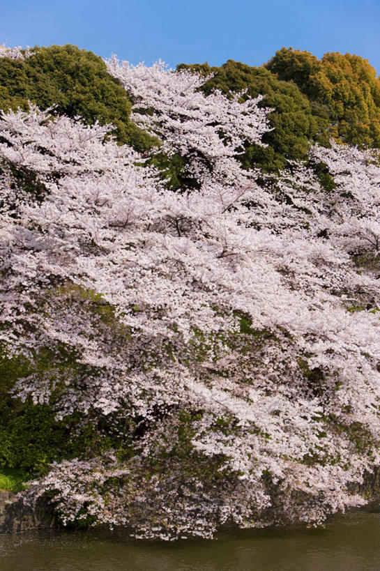 无人,竖图,室外,白天,仰视,旅游,度假,幸福,纯洁,美景,植物,樱花,东京,日本,亚洲,许多,盛开,景观,娱乐,花,花瓣,花朵,花卉,鲜花,树,树木,粉色,蓝色,绿色,蓝天,天空,自然,天,花蕊,享受,休闲,景色,放松,生长,晴朗,成长,等待,生命,自然风光,东亚,本州,万里无云,关东地方,本州岛,日本国,东京都,仙樱花,福岛樱,青肤樱,高尚,热烈,晴空,晴空万里,荆桃,彩图,低角度拍摄