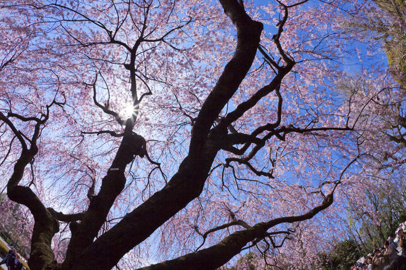 无人,横图,室外,白天,仰视,旅游,度假,幸福,纯洁,花海,花圃,美景,植物,樱花,叶子,东京,日本,亚洲,阴影,盛开,光线,影子,景观,花蕾,娱乐,花,花瓣,花朵,花卉,鲜花,树,树木,粉色,绿色,阳光,自然,花丛,花束,花田,花苞,花蕊,享受,休闲,景色,放松,生长,成长,等待,生命,自然风光,东亚,本州,关东地方,本州岛,日本国,东京都,仙樱花,福岛樱,青肤樱,高尚,热烈,荆桃,彩图,低角度拍摄