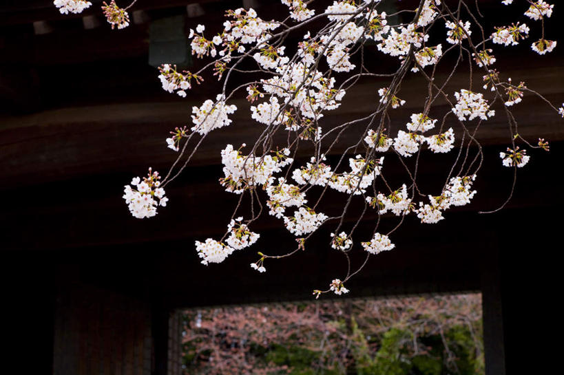 无人,横图,室外,白天,仰视,旅游,度假,幸福,纯洁,花海,花圃,美景,植物,樱花,叶子,东京,日本,亚洲,盛开,景观,花蕾,娱乐,花,花瓣,花朵,花卉,鲜花,树,树木,树枝,粉色,绿色,自然,花丛,花束,花田,花苞,花蕊,享受,休闲,景色,放松,千代田区,生长,成长,等待,生命,自然风光,东亚,本州,关东地方,本州岛,日本国,东京都,仙樱花,福岛樱,青肤樱,高尚,热烈,荆桃,彩图,低角度拍摄