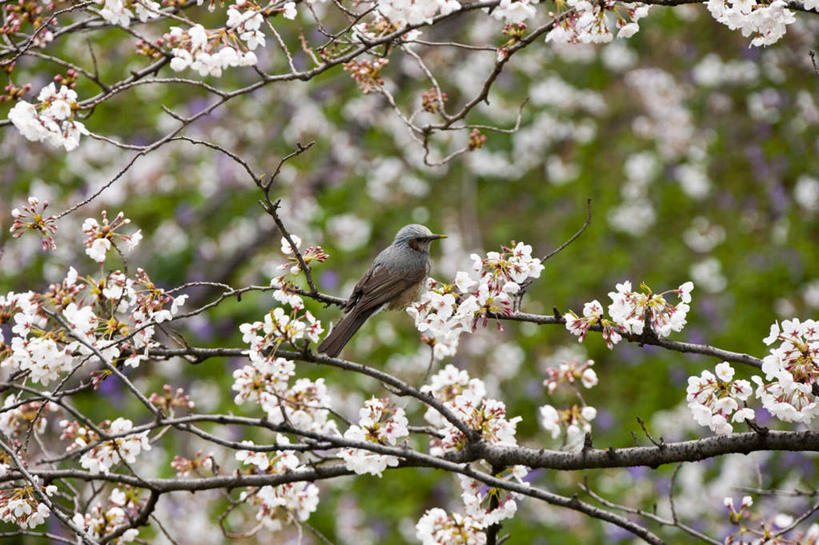 无人,站,横图,室外,白天,仰视,旅游,度假,幸福,纯洁,花海,花圃,美景,植物,樱花,叶子,东京,日本,亚洲,朦胧,模糊,盛开,景观,花蕾,娱乐,花,花瓣,花朵,花卉,鲜花,树,树木,树枝,一只,粉色,绿色,黑色,自然,花丛,花束,花田,花苞,花蕊,站着,享受,休闲,景色,放松,生长,成长,等待,生命,自然风光,东亚,本州,关东地方,本州岛,日本国,东京都,仙樱花,福岛樱,青肤樱,高尚,热烈,栗耳鹎,荆桃,站立,彩图,低角度拍摄,全身