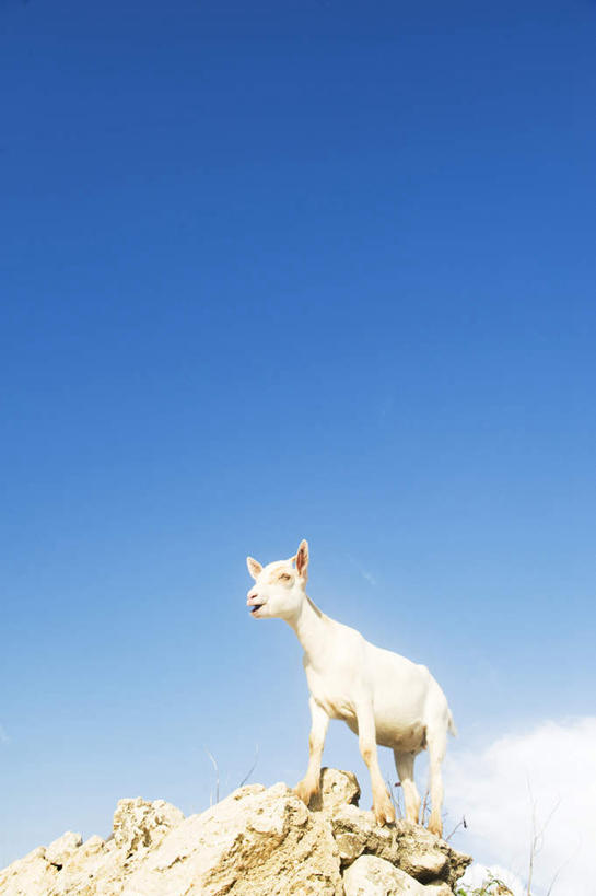 无人,站,竖图,室外,白天,仰视,旅游,度假,石头,美景,羊,日本,亚洲,一头,石子,景观,云,云朵,云彩,娱乐,冲绳,蓝色,白色,白云,蓝天,天空,自然,动物,天,站着,享受,休闲,家畜,景色,放松,牲畜,晴朗,冲绳县,自然风光,东亚,琉球群岛,日本国,九州地方,石块,岩石,晴空,绵羊,站立,彩图,低角度拍摄,全身