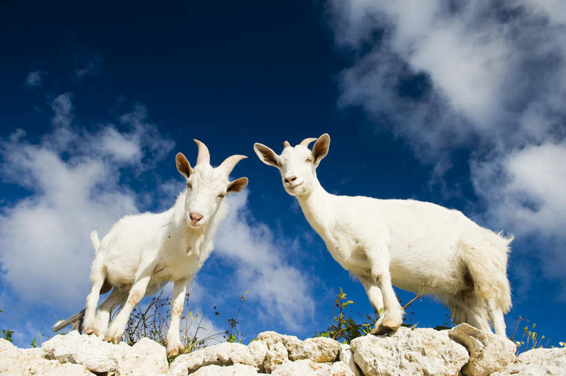 无人,站,横图,室外,白天,仰视,旅游,度假,石头,美景,羊,日本,亚洲,两头,石子,景观,云,云朵,云彩,娱乐,冲绳,蓝色,白色,白云,蓝天,天空,自然,动物,天,站着,享受,休闲,家畜,景色,放松,牲畜,晴朗,冲绳县,自然风光,东亚,琉球群岛,日本国,九州地方,石块,岩石,晴空,绵羊,站立,彩图,低角度拍摄,全身