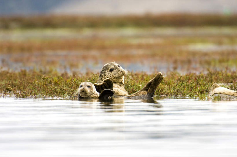 无人,横图,室外,白天,正面,旅游,度假,海浪,海洋,美景,海豹,野生动物,美国,景观,浪花,娱乐,自然,海水,动物,两只,享受,休闲,景色,放松,可爱,活泼,北美,北美洲,加利福尼亚,自然风光,美洲,海景,加州,加利福尼亚州,金州,黄金州,北亚美利加洲,亚美利加洲,大海,风浪,海,海水的波动,近岸浪,涌浪,半身,彩图