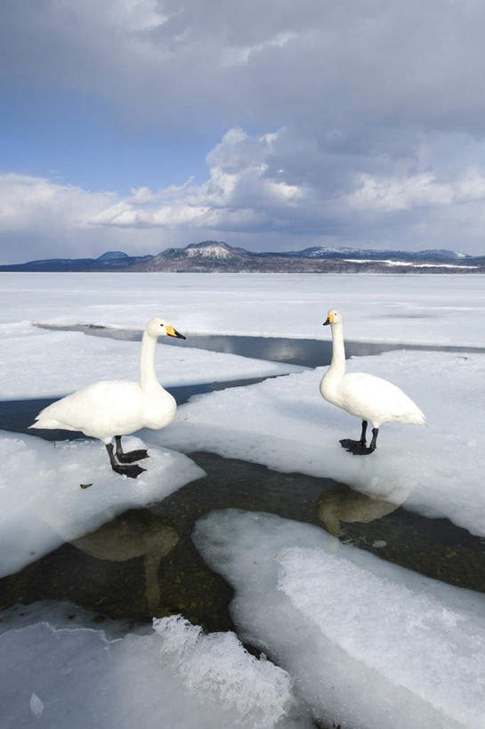 无人,站,竖图,室外,白天,正面,旅游,度假,美景,雪,大雪,鸟,野生动物,天鹅,北海道,日本,亚洲,鸟类,积雪,景观,雪景,云,云朵,冬季,冬天,云彩,娱乐,相视,蓝色,白色,白云,蓝天,天空,自然,动物,天,站着,两只,享受,休闲,面对面,景色,放松,寒冷,可爱,晴朗,对视,自然风光,相对,东亚,相看,日本国,北海道地方,北海道岛,严寒,晴空,鹄,站立,彩图,全身